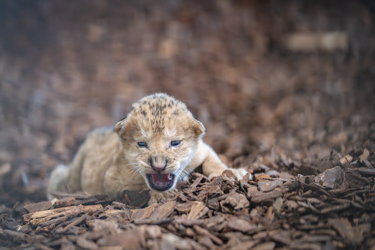 Löwenbaby Walter Zoo