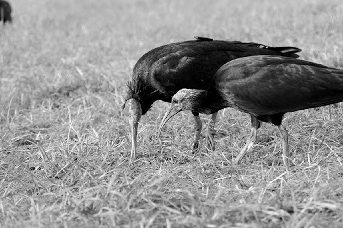 Traurige Nachrichten: Nach Enea ist auch Waldrapp Rupert tod.