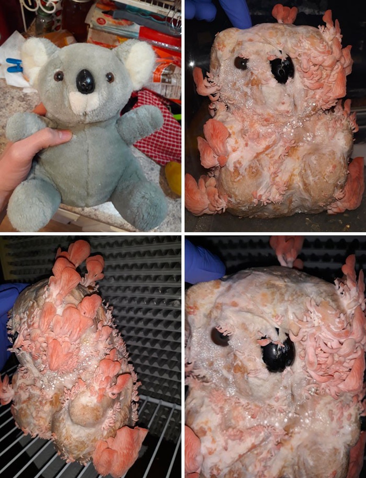 creepy nature

https://www.reddit.com/r/oddlyterrifying/comments/zr3pti/mushrooms_growing_off_of_a_stuffed_bear/