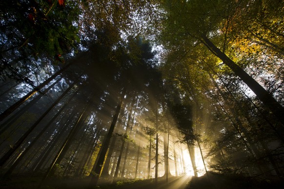 Die Sonne scheint durch den Nebel in den Meggerwald am Mittwoch, 2. November 2011 in Meggen.(KEYSTONE/Sigi Tischler)