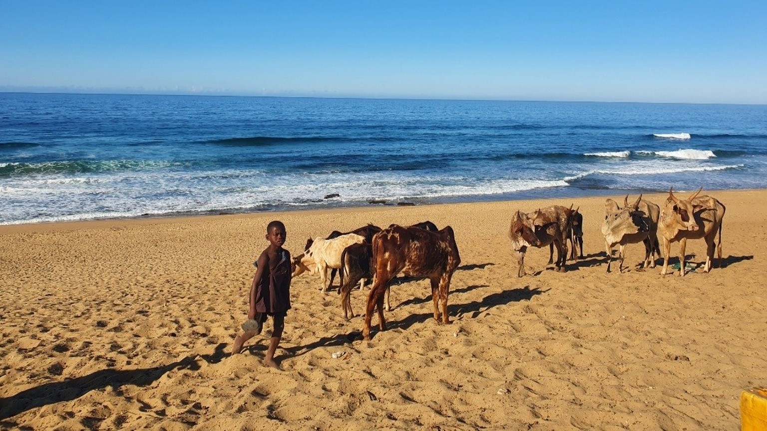 madagascar, boy with his cows drinking ocean water