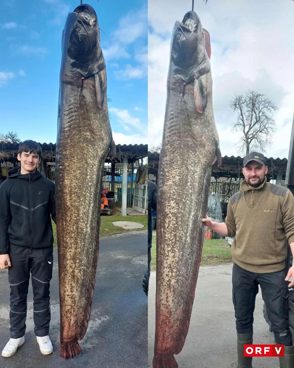 Ein Fischer aus Fussach staunte nicht schlecht, als er diesen Wels bei der Rheinmündung aus dem Wasser zog: Sein Fang brachte 109 Kilogramm auf die Waage und mass 2,6 Meter – der schwerste Fisch, den  ...