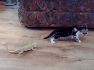 Sag alle deine Termine ab! So viele Tierbilder gab's noch nie
Gecko am Morgen
bringt Kummer und Sorgen