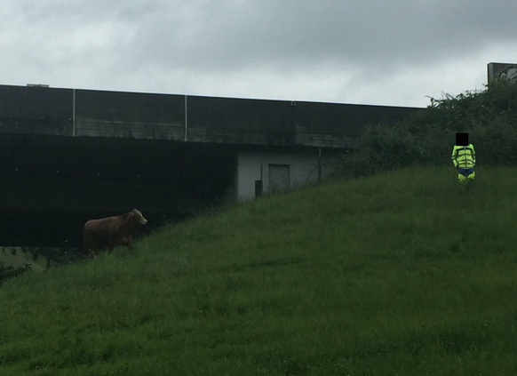 Zehn Personen mussten das Rind auf eine umzäunte Wiese treiben.