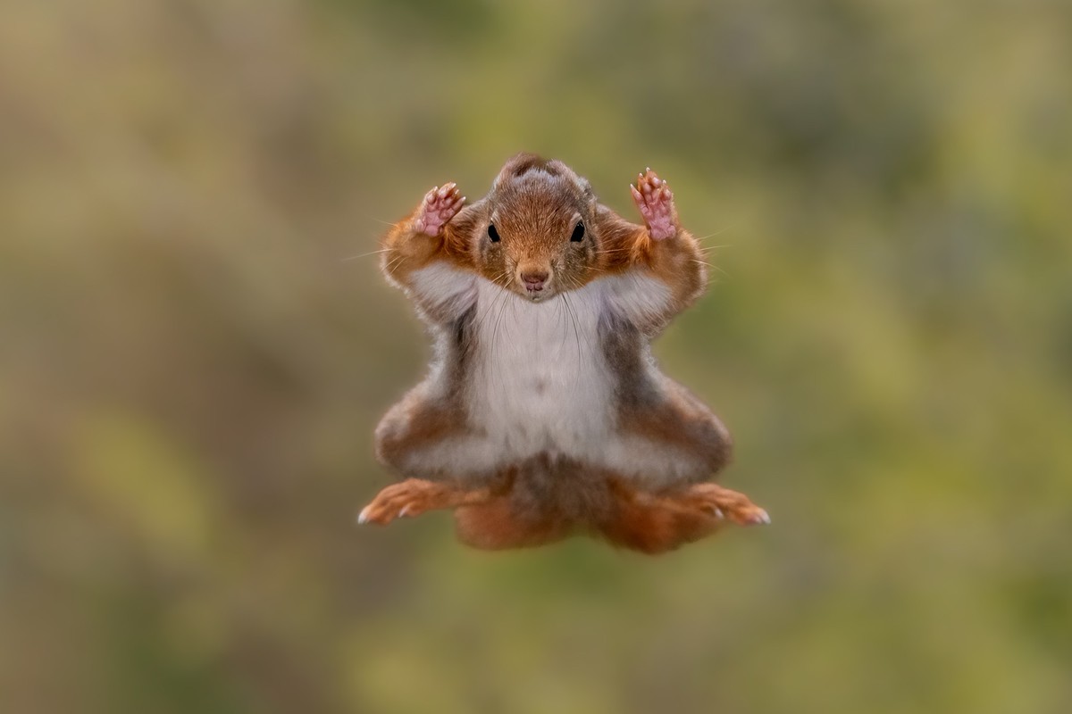 Un écureuil acrobatique, en Belgique. Malheureusement, la forêt où la photo a été prise a été déboisée en raison d'une infestation de scolytes.