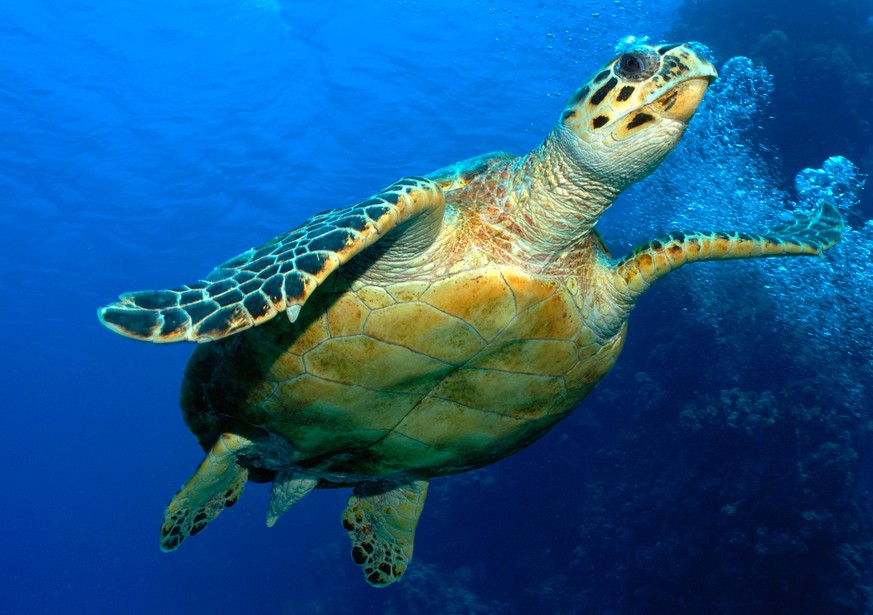 Hawksbill turtle (Eretmochelys imbricata), Red Sea, Egypt (Quelle: WWF)