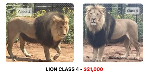 discountafricanhunts.com