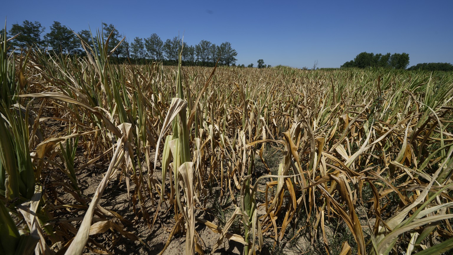 Dry out crops are seen in Bereguardo, 25 kilometres southwest of Milan in northern Italy, Friday, July 8, 2022. The Italian government declared a state of emergency early this week for much of the rai ...