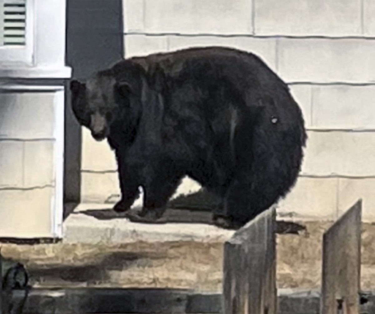 This undated photo provided by the California Department of Fish and Wildlife shows the South Lake Tahoe conflict bear 64F. California authorities have captured four suspects in multiple break-ins at  ...
