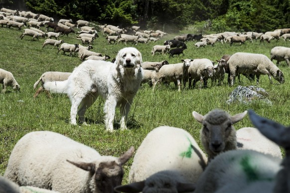 Un Patou, le chien de protection de moutons, de la bergere Lydwine Bruchez garde son troupeau de moutons sur un alpage ce mardi 10 juin 2014 a Plan-Cernet sur la route du Sanetsch en Valais. (KEYSTONE ...