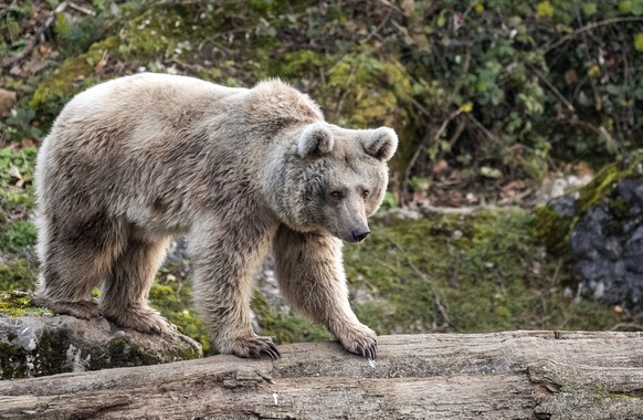 Laila, die neue Syrische Braunbaerin im Tierpark Goldau, fotografiert am Montag, 25. November 2019. Laila wiegt rund 120 Kilo und ist 28 Jahre alt. (KEYSTONE/Alexandra Wey)