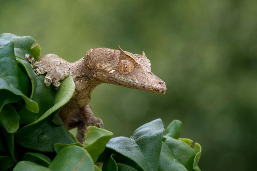 Gespenst-Plattschwanzgecko (Uroplatus phantasticus).