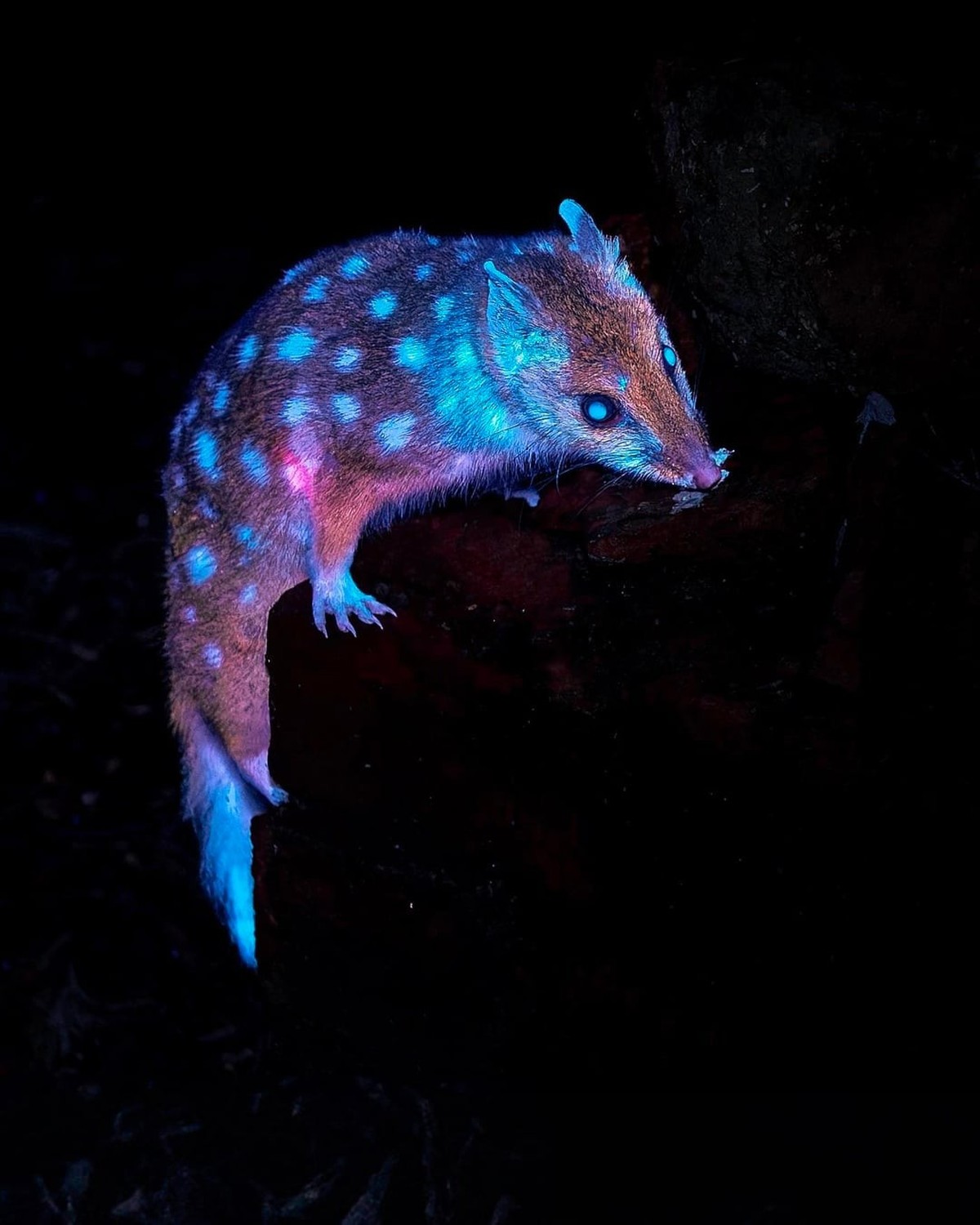 Tüpfelbeutelmarder

https://www.reddit.com/r/NatureIsFuckingLit/comments/1ffpsme/eastern_quolls_dasyurus_viverrinus_fluoresce/
