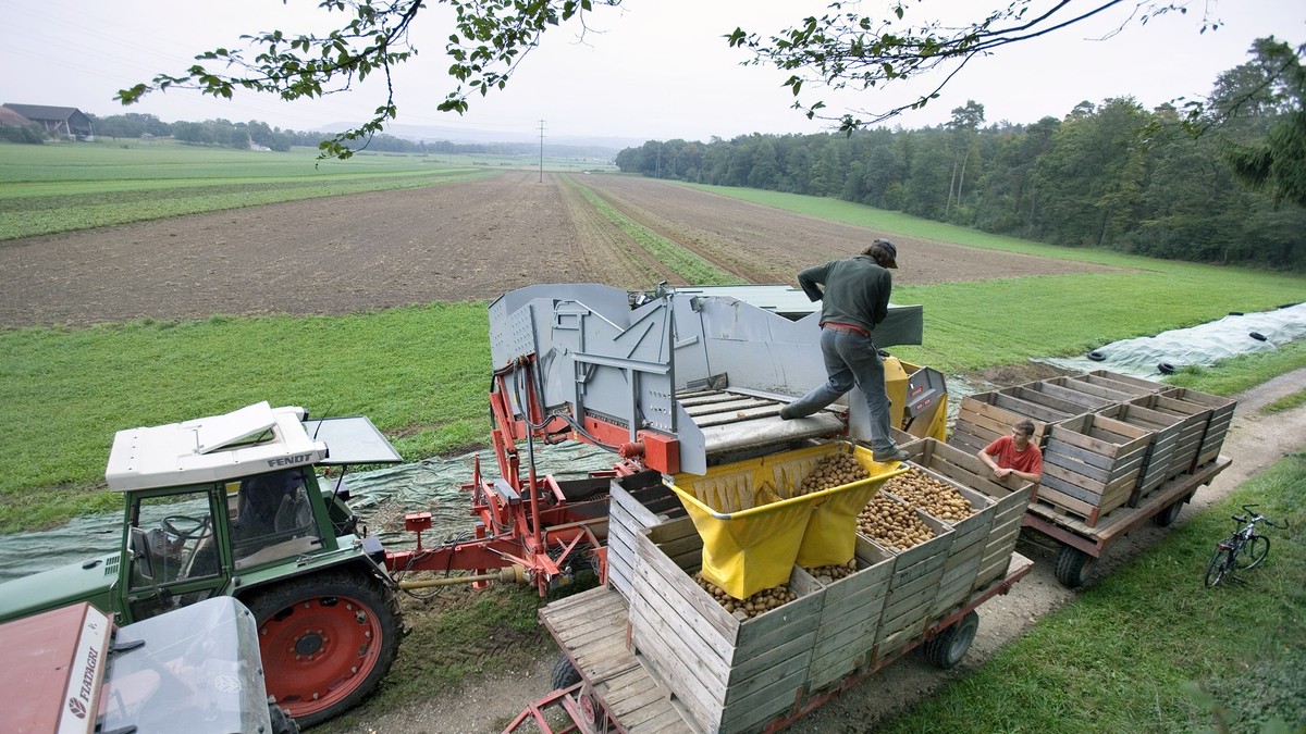 Zu-viele-Kartoffeln-Jetzt-fehlen-den-Schweizer-Bauern-die-Holzkisten