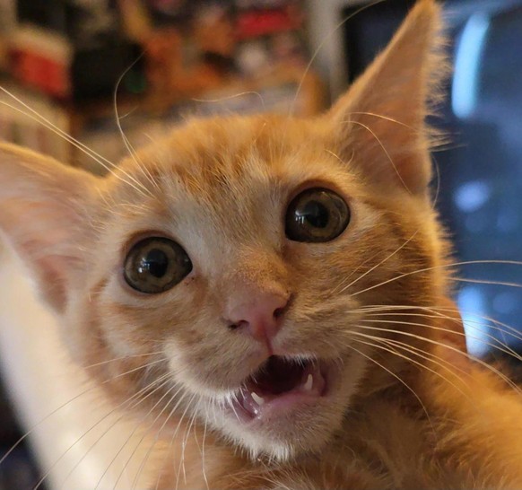 cute news tier katze

https://www.reddit.com/r/cats/comments/1pz3v2c/meet_sqeakers_shes_a_terrible_cat/#lightbox