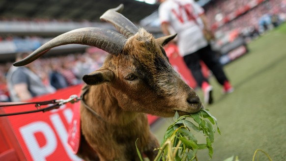 epa05976400 Colognes mascotte Hennes VIII having lunch during the German Bundesliga soccer match between 1.FC Koeln (Cologne) and FSV Mainz 05 in Cologne, Germany, 20 May 2017. EPA/JOERG SCHUELER EMBA ...