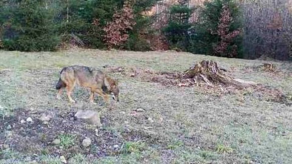 HANDOUT - Eine automatische Wildtierkamera der lokalen Jagdgesellschaft hat am Freitag, 12. Maerz 2021 auf einer Waldlichtung im Raum Baeretswil einen Wolf fotografiert. (BAUDIREKTION ZUERICH) *** NO  ...