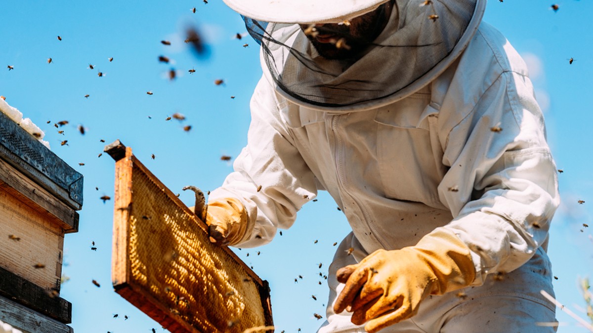 Imker Bienen