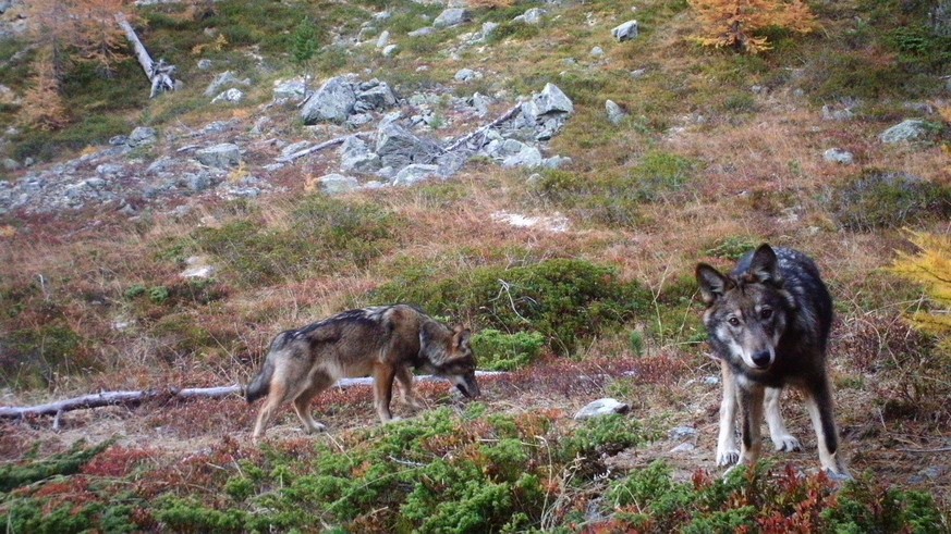 HANDOUT - Zwei Woelfe des im Augstbordgebiet im Oberwallis ansaessigen Rudel, aufgenommen im November 2016 durch eine Fotofalle der Gruppe Wolf Schweiz. In einem abgelegenen Teil des Augstbordgebietes ...