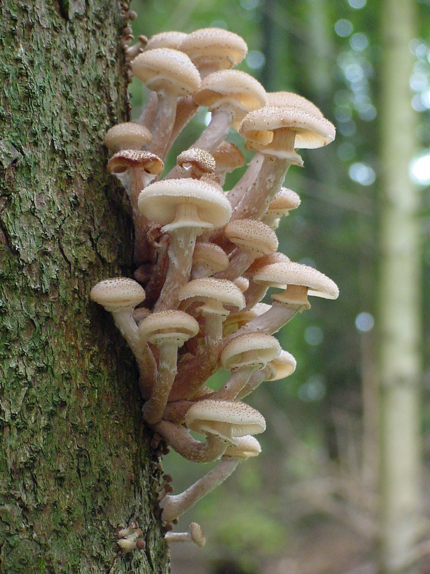 Pilz-Fruchtkörper des Hallimasch an stehender Fichte.