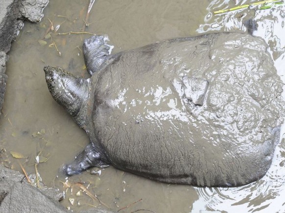 Das letzte bekannte Weibchen der Jangtse-Riesenweichschildkröte - hier bei einem Besamungsversuch 2015 - ist nach einem weiteren Befruchtungsversuch gestorben. Jetzt gibt es nur noch drei Exemplare di ...