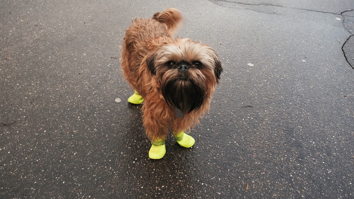Belgian Griffon dog in yellow rubber boots, Belgian Griffon dog in yellow rubber boots. The concept of protecting the paws of animals from anti icing reagents, chemicals and salt