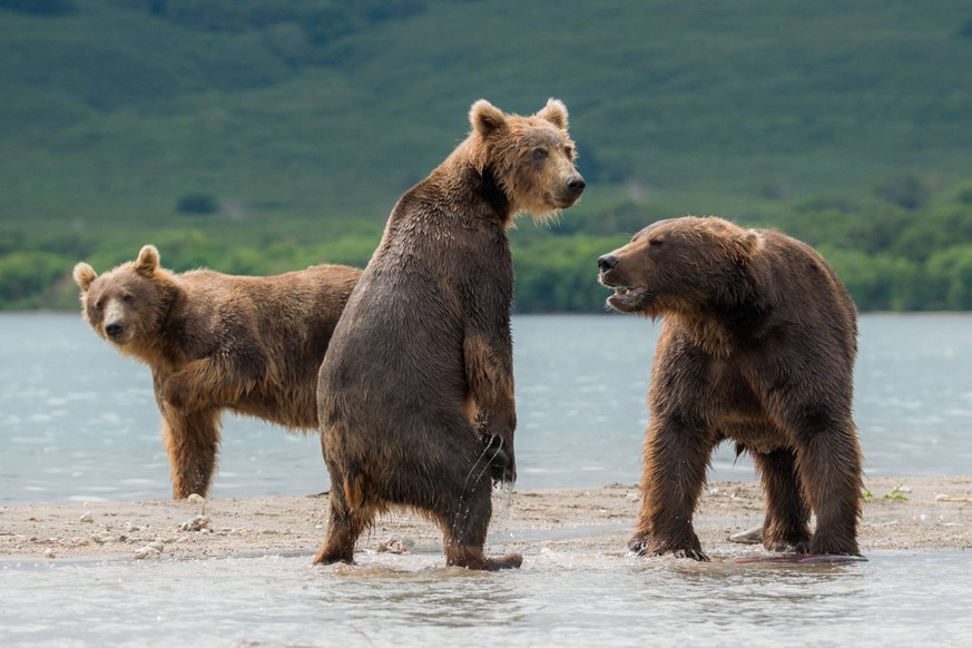 Kamchatka s brown bear life in Kamchatka KAMCHATKA, RUSSIA - AUGUST 28 : Kamchatka brown bears are seen during a daily life at the Kurile Lake in Kamchatka Peninsula volcanic terrain, Russia, August 2 ...