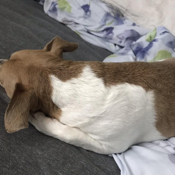 cute news tier hund

https://www.reddit.com/r/rarepuppers/comments/agkhpv/my_dog_has_a_silhouette_of_a_fat_cat_in_his_fur/#lightbox