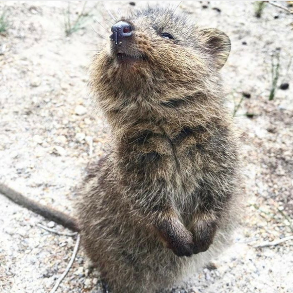 Quokka/Quokke
Cute News
http://imgur.com/gallery/9K1fc