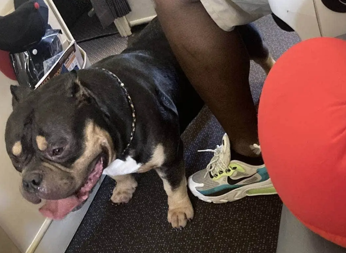 Un chien qui pète ruine le vol d'un couple
