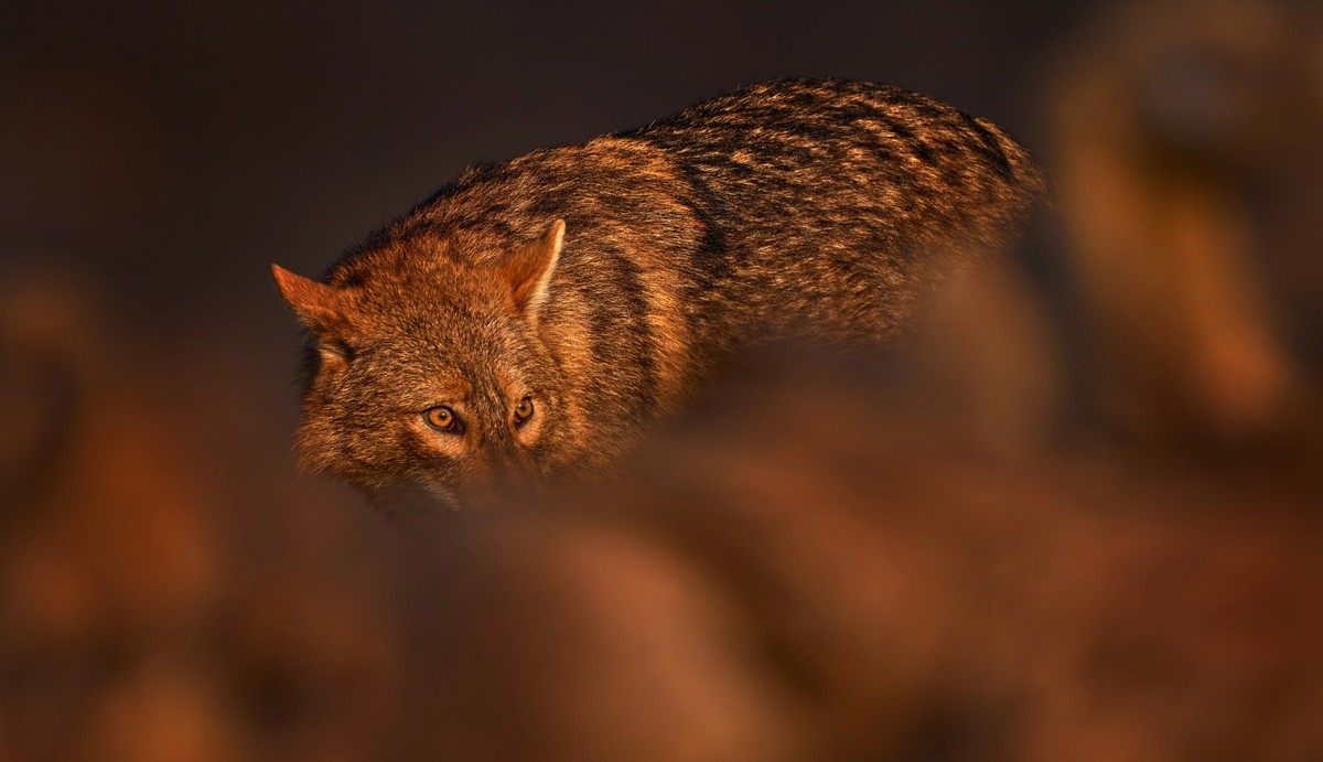 Jackal in stone hill habitat. Golden jackal, Canis aureus, in grass and srtone, Bulgaria, Europe. Wildlife from Balkan. Open muzzle, wild dog behaviour scene from nature.