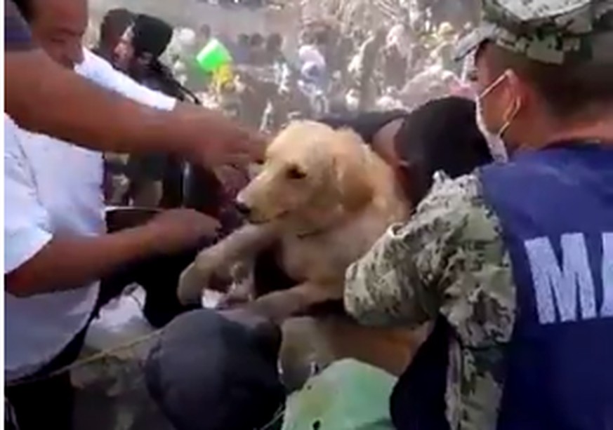 Helfer ziehen den Hund aus den Trümmern.