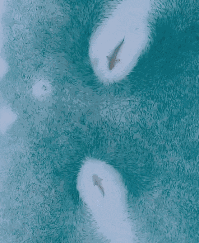 Animiertes GIF