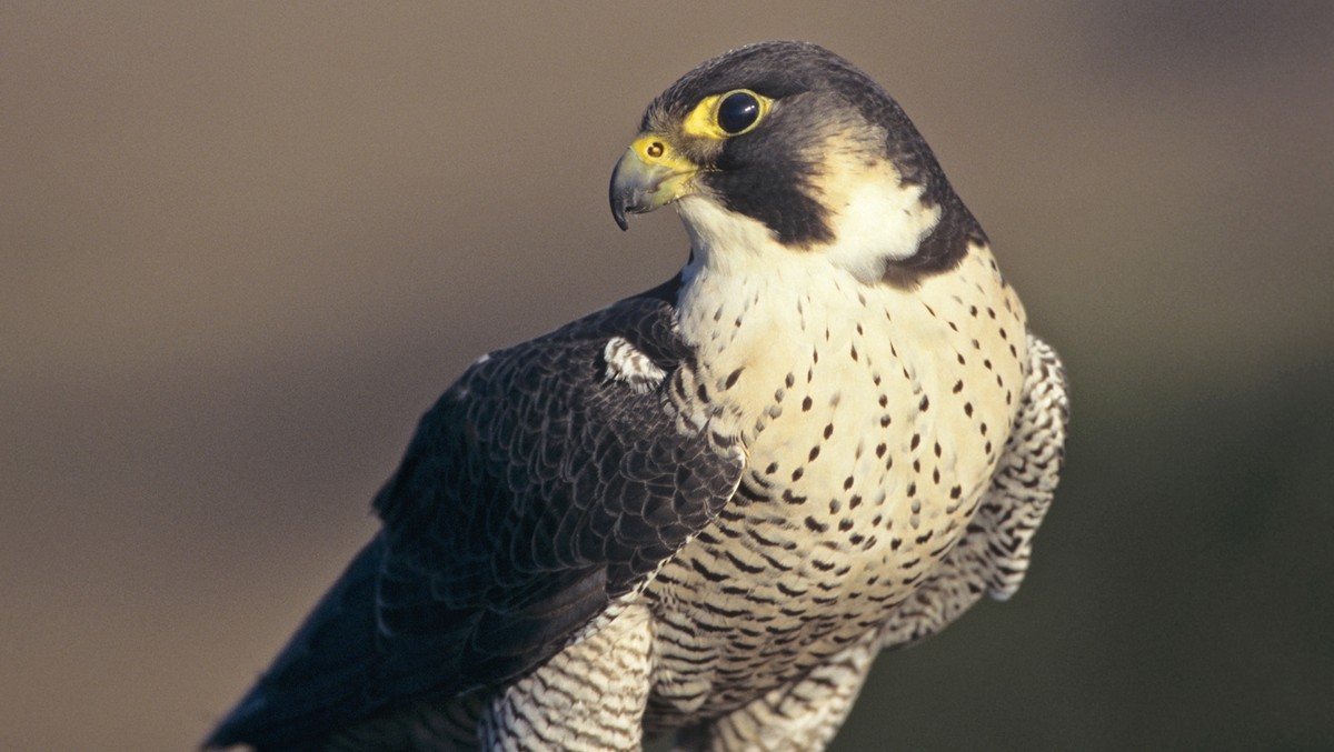Der Wanderfalke ist Vogel des Jahres 2018 und das schnellste Tier der Welt