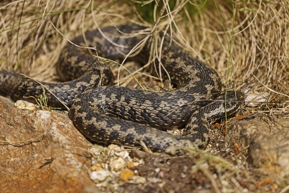 Kreuzotter Vipera berus sonnt sich, Deutschland, Europa *** Common Viper Vipera Berus suns itself, Germany, Europe Copyright: imageBROKER/RonaldxWittek ibxron09338303.jpg Bitte beachten Sie die gesetz ...