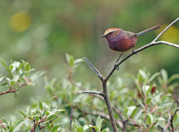 White-browed Tit-Warbler, Leptopoecile sophiae White-browed Tit-Warbler, Leptopoecile sophiae, on Tibetan plateau, Qinghai, China. Also known as Severtzov s tit warbler. Tibetan Plateau China Copyrigh ...