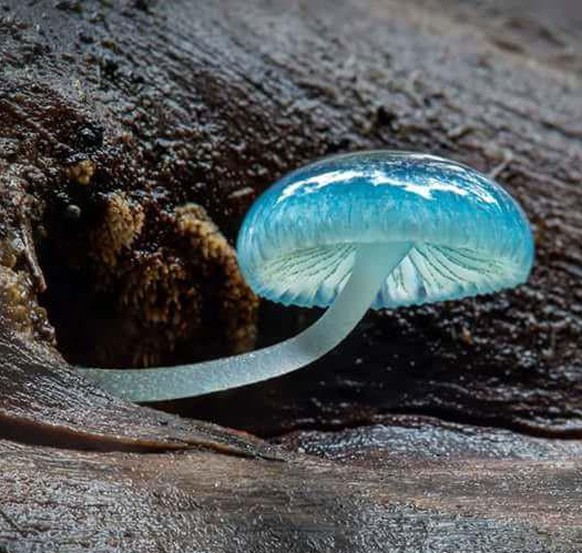 Verrückte Pilze, Mycena interrupta