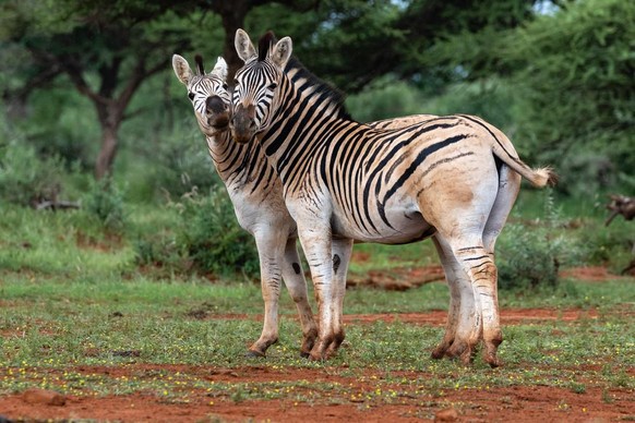 quagga

Zwei Erdgas im Mokala Nationalpark, Südafrika. Es ist eine Variante der Ebenen Zebra mit reduziertem Striping auf der Rampe.