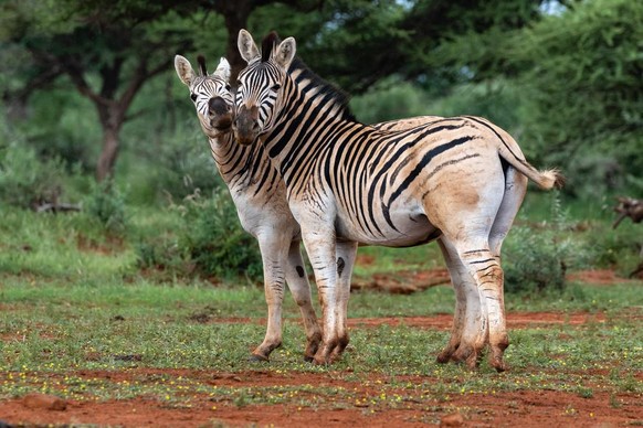quagga
Zwei Erdgas im Mokala Nationalpark, Südafrika. Es ist eine Variante der Ebenen Zebra mit reduziertem Striping auf der Rampe.