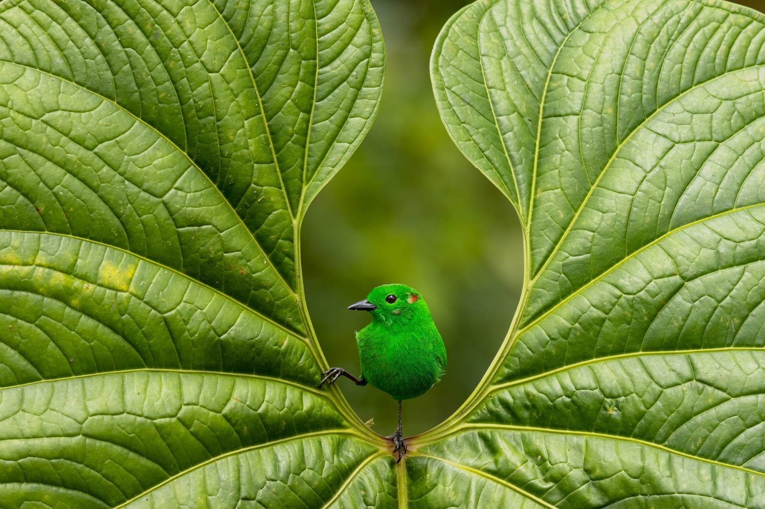 gold winner bpoty 2023 for best portrait.  'Glistening green'