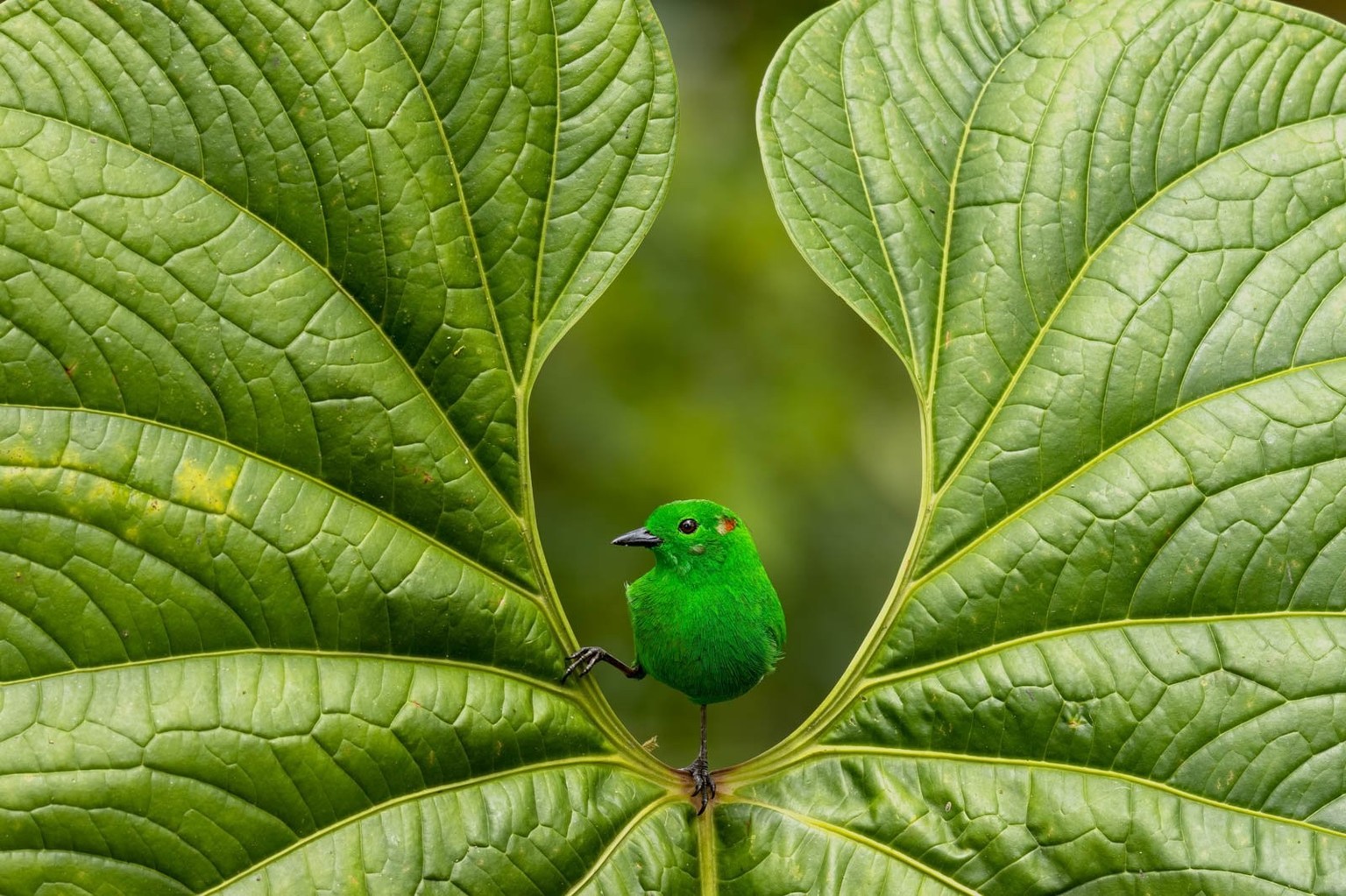 gold-gewinner bpoty 2023 für bestes portrait. &#039;Glistening Green&#039;