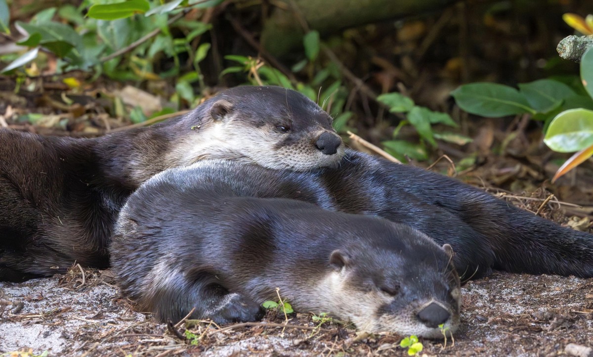 cute news tier otter

https://www.reddit.com/r/Otters/comments/1jc9e5r/how_cute_are_they/