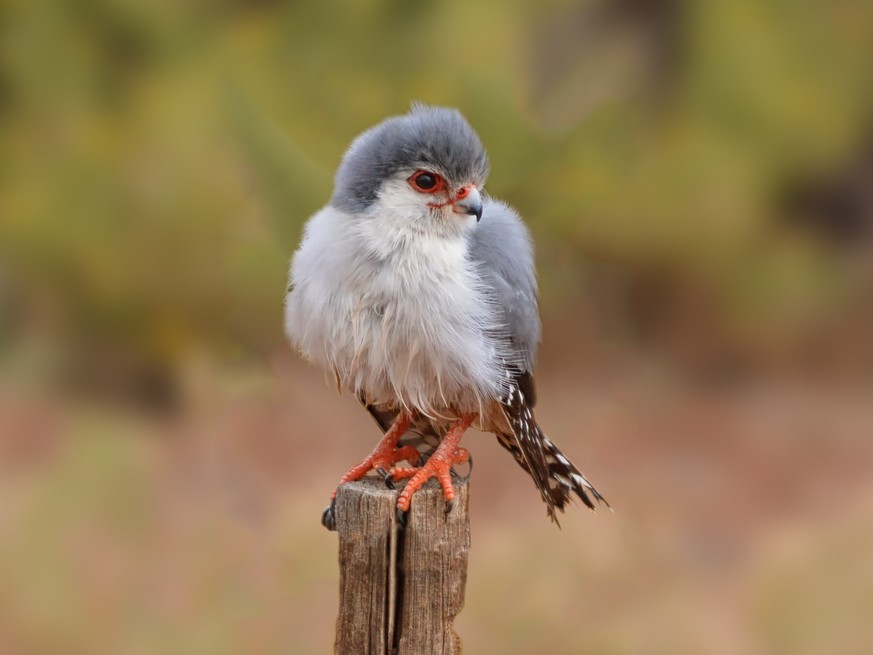 Halsband Zwergfalke