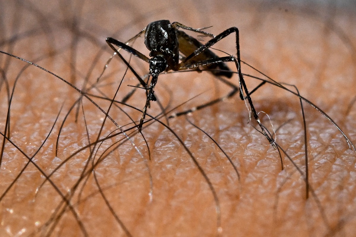 epa11908503 An Aedes aegypti mosquito, responsible for the transmission of the Dengue virus, in Brasilia, Brazil, 13 February 2025 (issued 19 February 2025). The government of the Brazilian state of S ...
