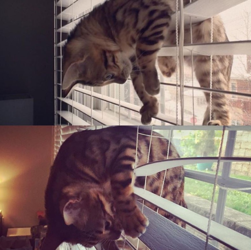 8
  Gründe, warum man als Katzenmama keine Jalousien im Haus haben sollte