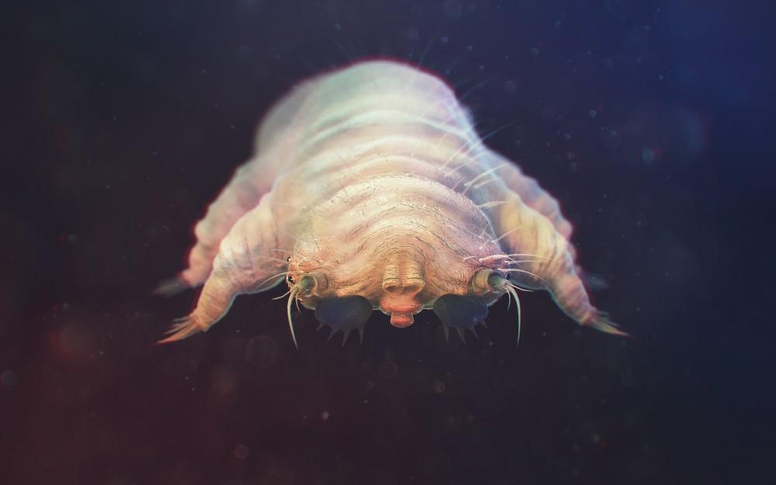 Haarbalgmilbenv (Demodex folliculorum)