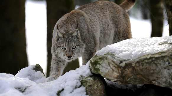 A lynx walks in the snow at the zoo of Servion near Lausanne, Switzerland, Thursday, February 26, 2009. (KEYSTONE/Dominic Favre)