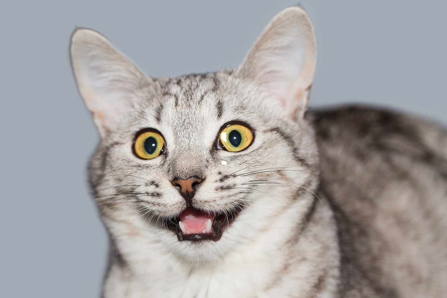 Die 9 Lustigsten Katzenwitze Watson