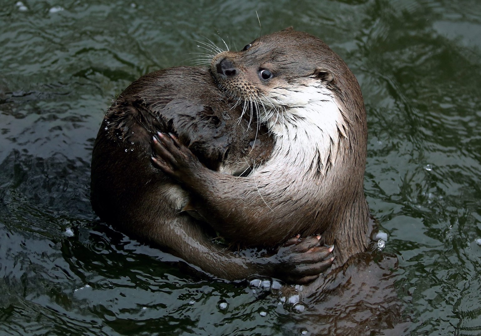 Verspielt: zwei Eurasische Fischotter im Zoo von Warschau.&nbsp;