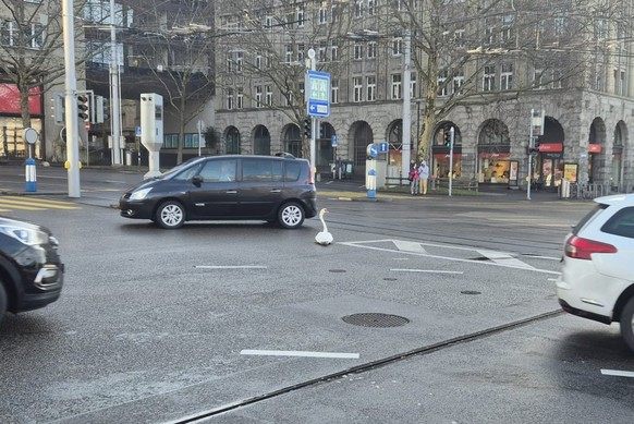 Ein zürcher Schwan versucht sich vergeblich einen Nistplatz zu reservieren.